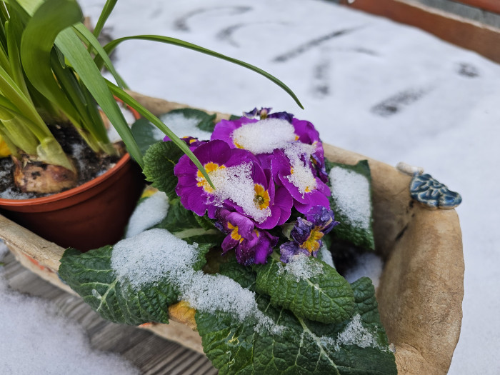 Die Farben wirken beim Galaxy S23 Ultra nat&uuml;rlich. (Bild: Tobias K&ouml;ltzsch/Golem.de)